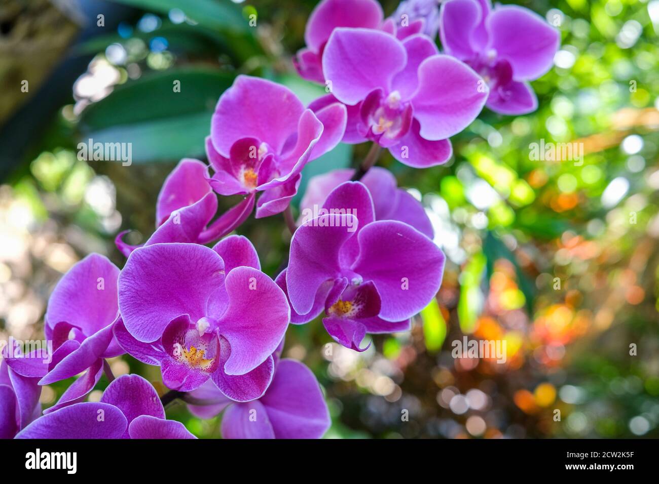 Phalaenopsis Orchid commonly known as the moth orchids, purple flowers Stock Photo