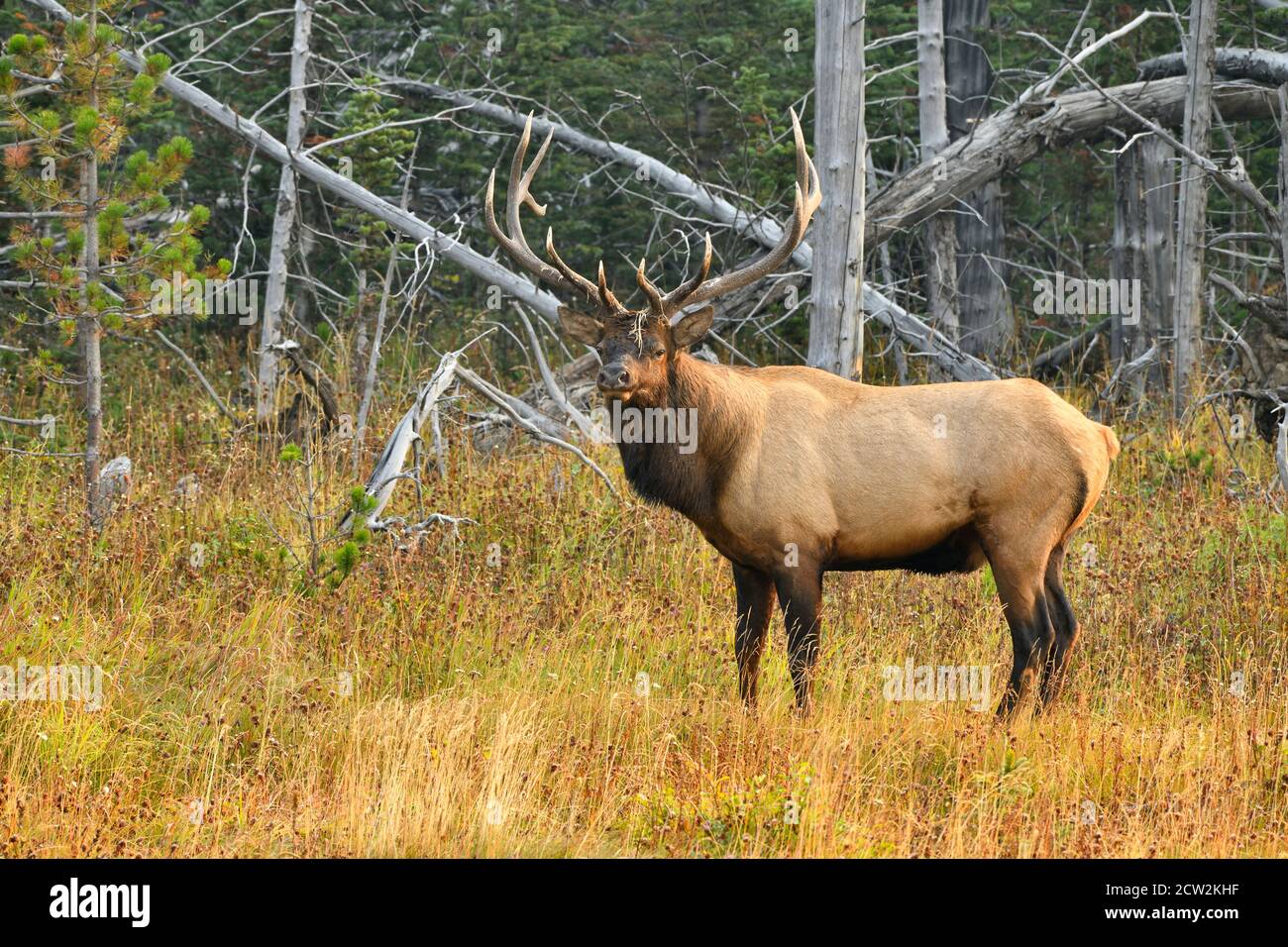 A wild bull elk 'Cervus elaphus', standing at the edge of a wooded area in rural Alberta Canada. Stock Photo