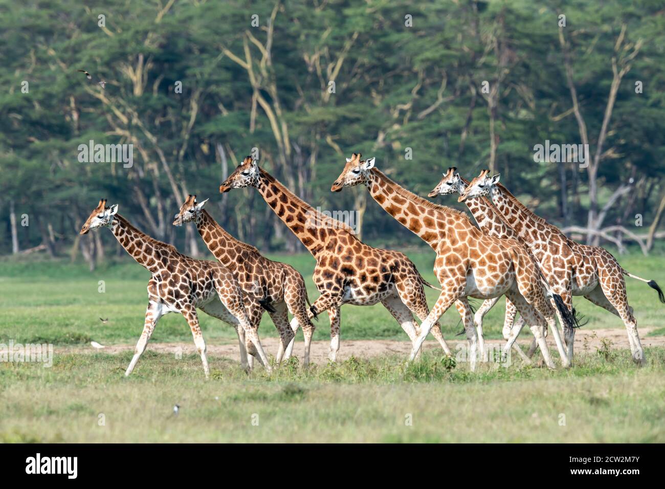 Endangered Reticulated giraffe(s) (Giraffa camelopardalis) in Kenya, Africa Stock Photo