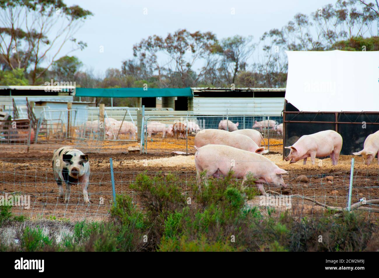 Free Range Pork Farm in the Field Stock Photo