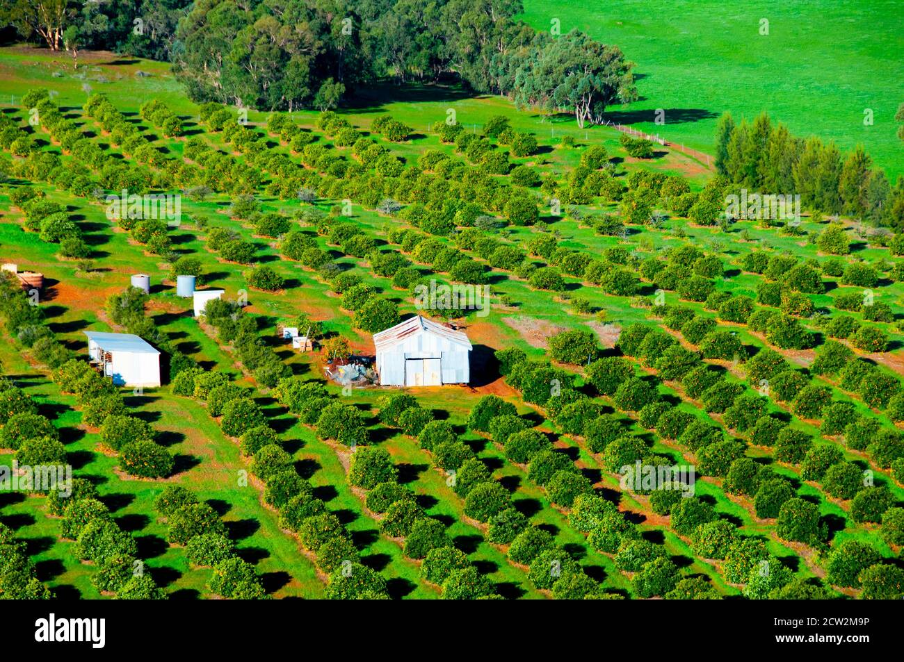 Orange plantation hires stock photography and images Alamy