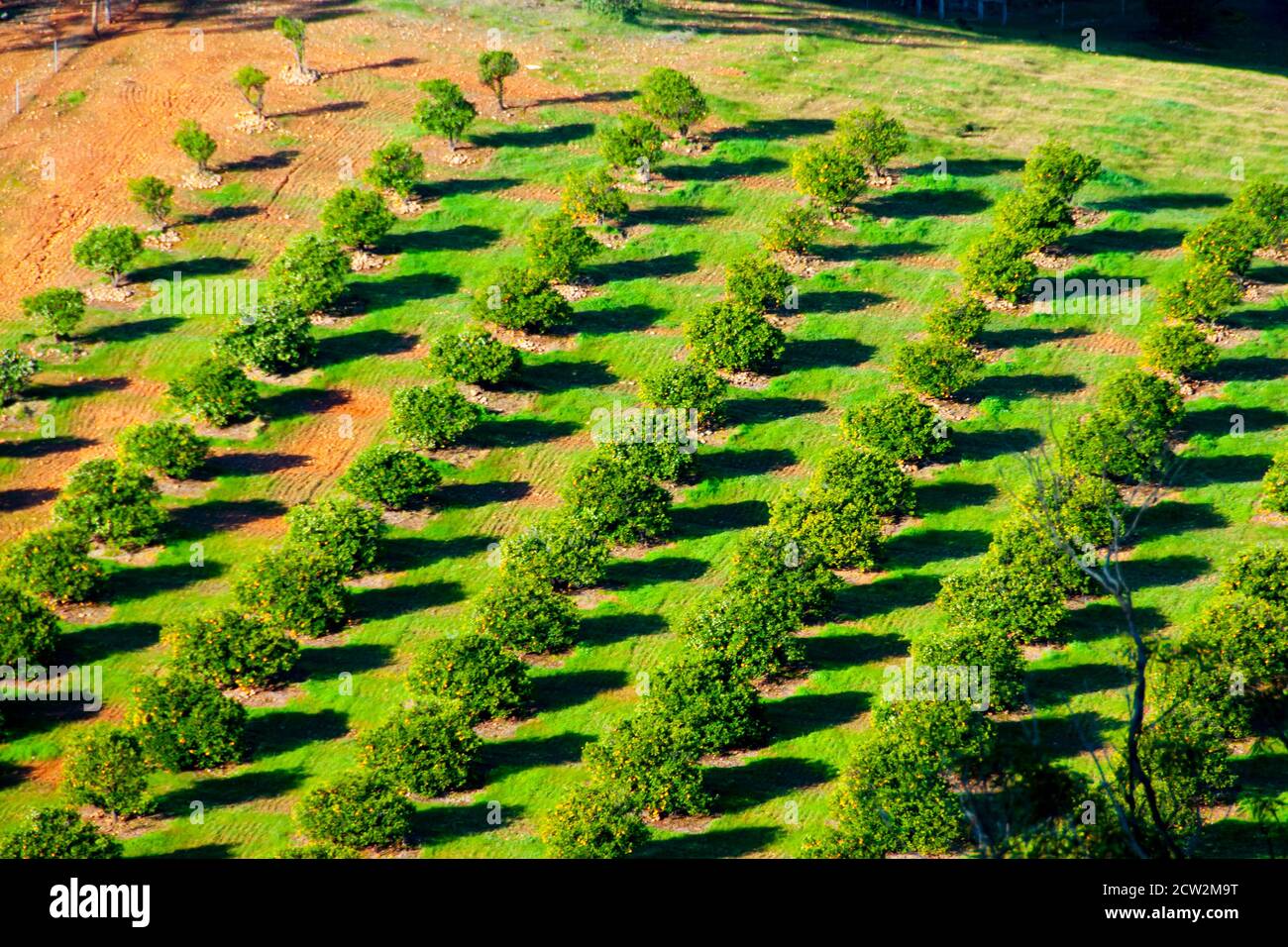 Orange Plantation Western Australia Stock Photo Alamy
