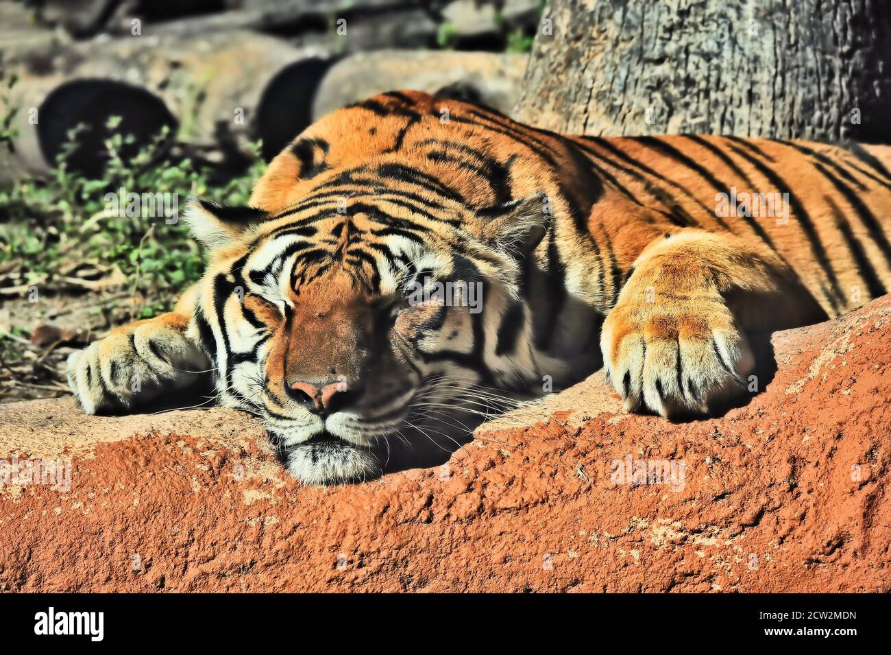 enzo the tiger sleeping clipart
