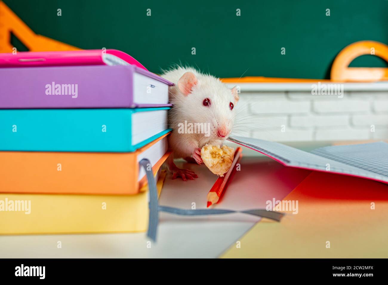 Rat Education