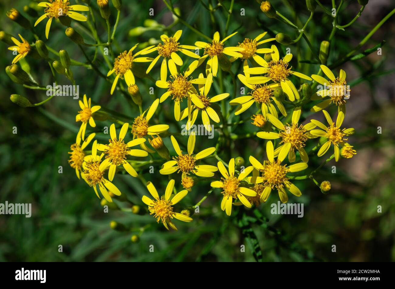 Close up shot of some Flower of Souls (Senecio brasiliensis - a perennial species of the genus Senecio and family Asteraceae) Stock Photo