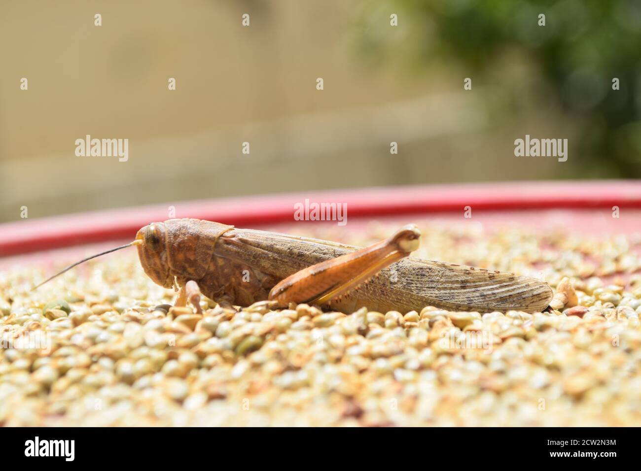 brown dead locusts broken legs, macro insect bug close up
