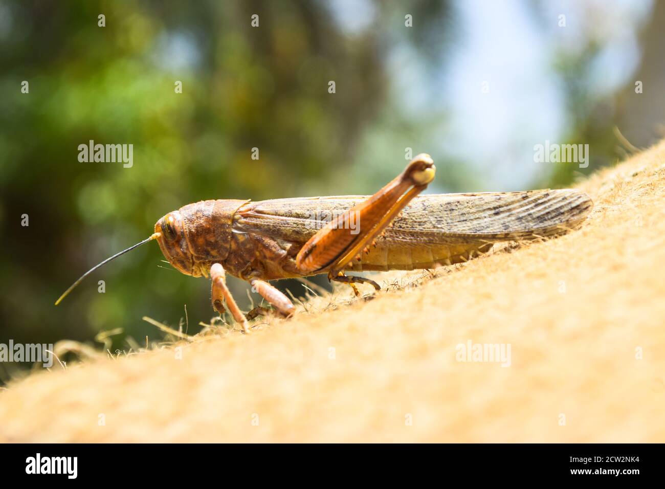 brown dead locusts broken legs, macro insect bug close up