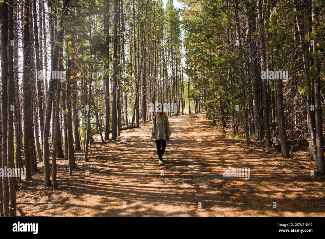 Walking in the forest near Jackson Lake, Grand Teton National Park, Wyoming, USA Stock Photo