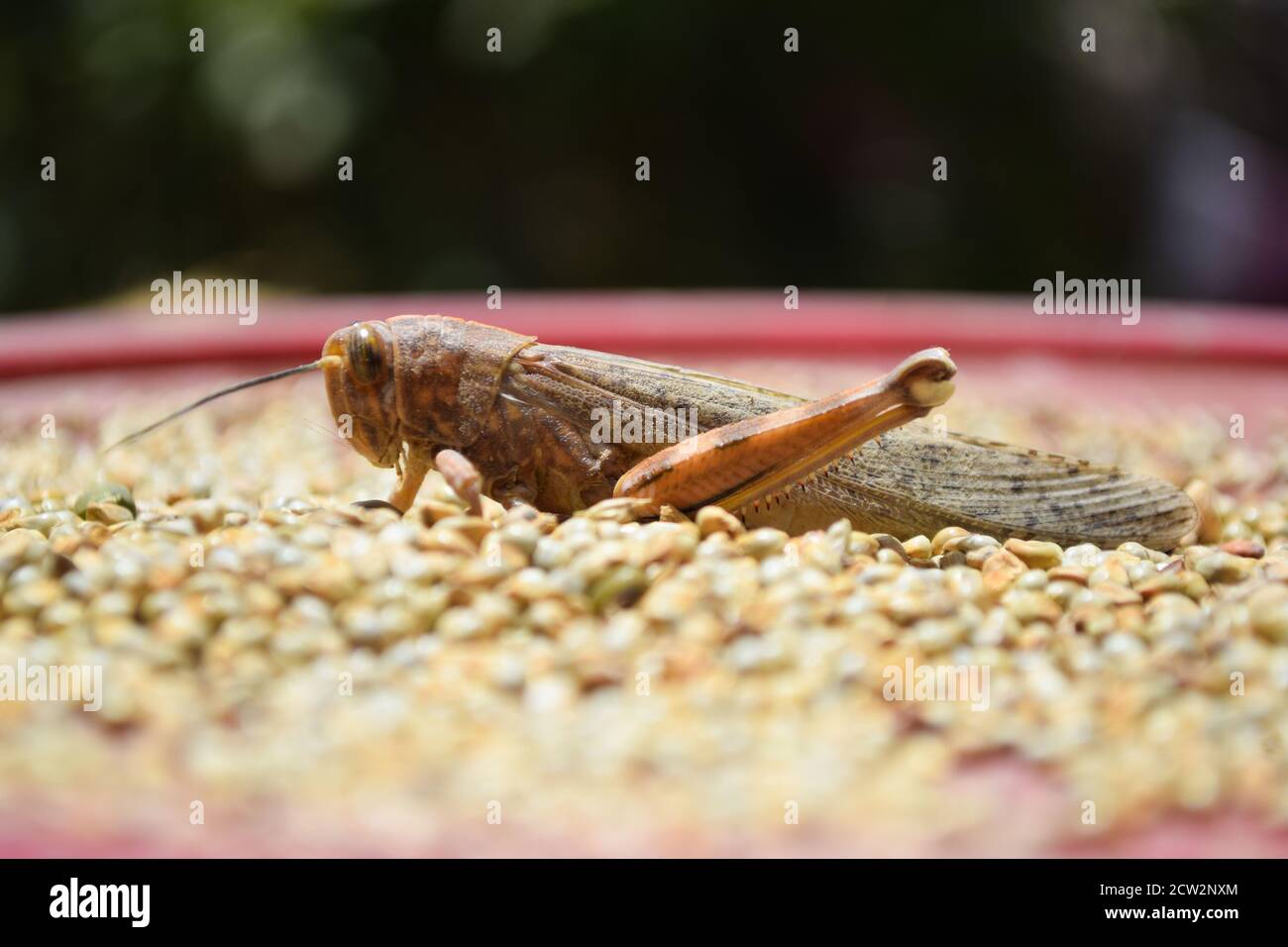 What Do Locusts Taste Like