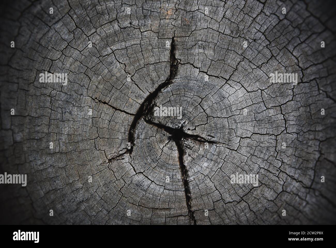 Natural old wood texture of tree stump Cross section of tree trunk / Wood cut background log timber , top view Stock Photo