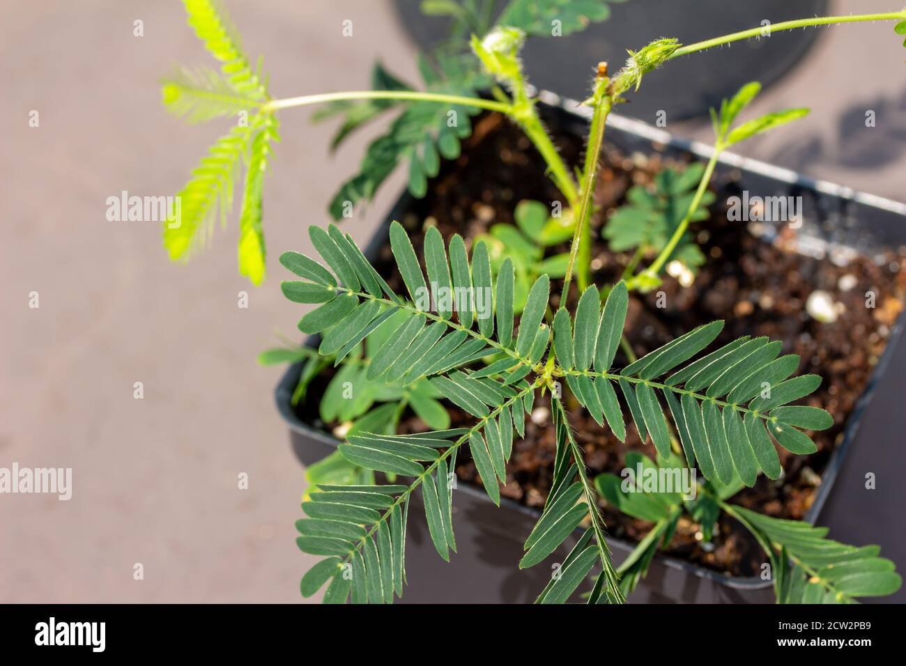 Macro top view of fern-like leaves on a small potted Sensitive plant (mimosa pudica) which rapidly close and droop when stimulated by touch Stock Photo