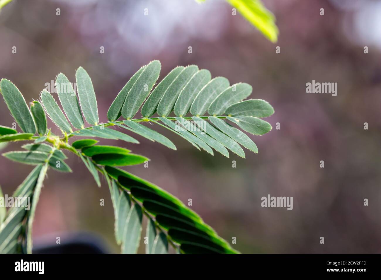 Macro top view of fern-like leaves on a small potted Sensitive plant (mimosa pudica) which rapidly close and droop when stimulated by touch Stock Photo