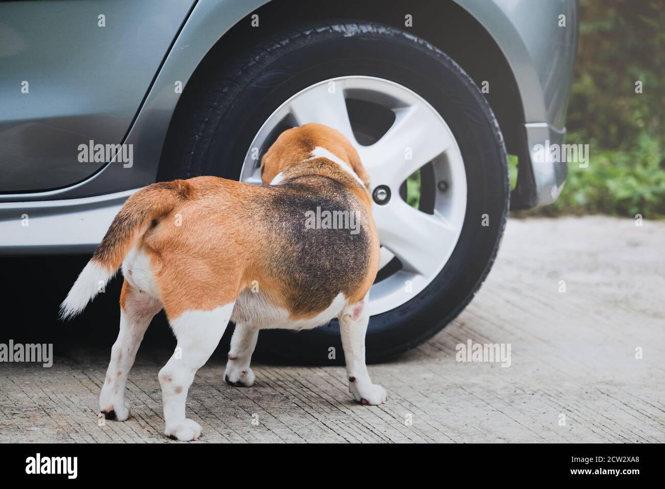 Why Do Dogs Sniff Before Peeing