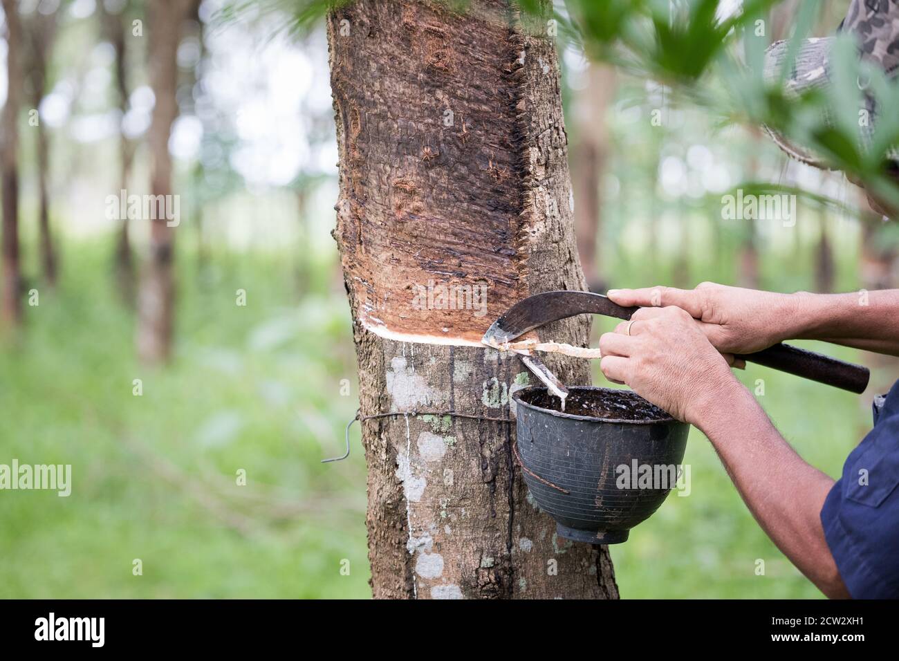 Worker farmers hands tapping latex from a rubber tree with knife, In