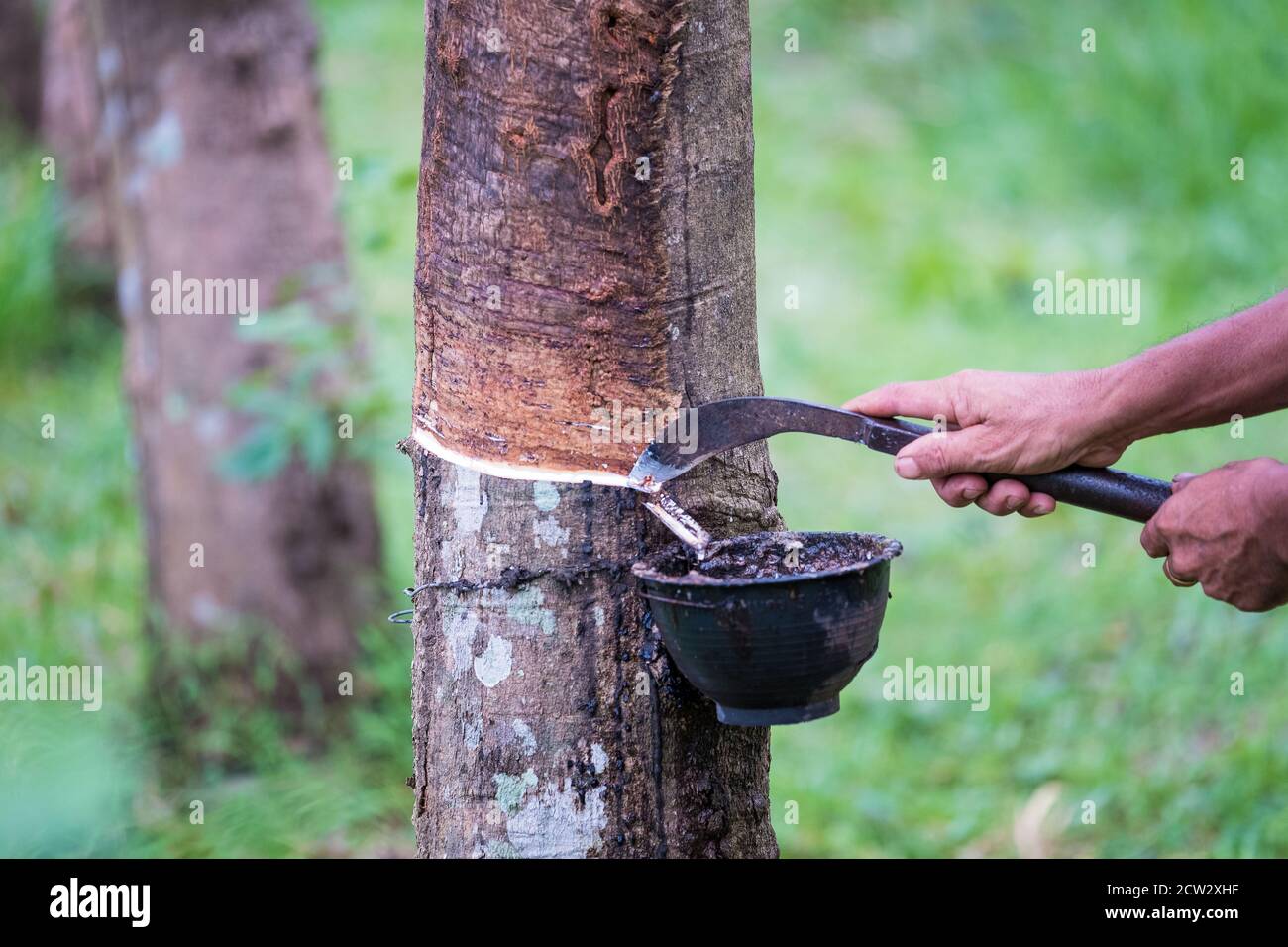 Worker farmers hands tapping latex from a rubber tree with knife, In