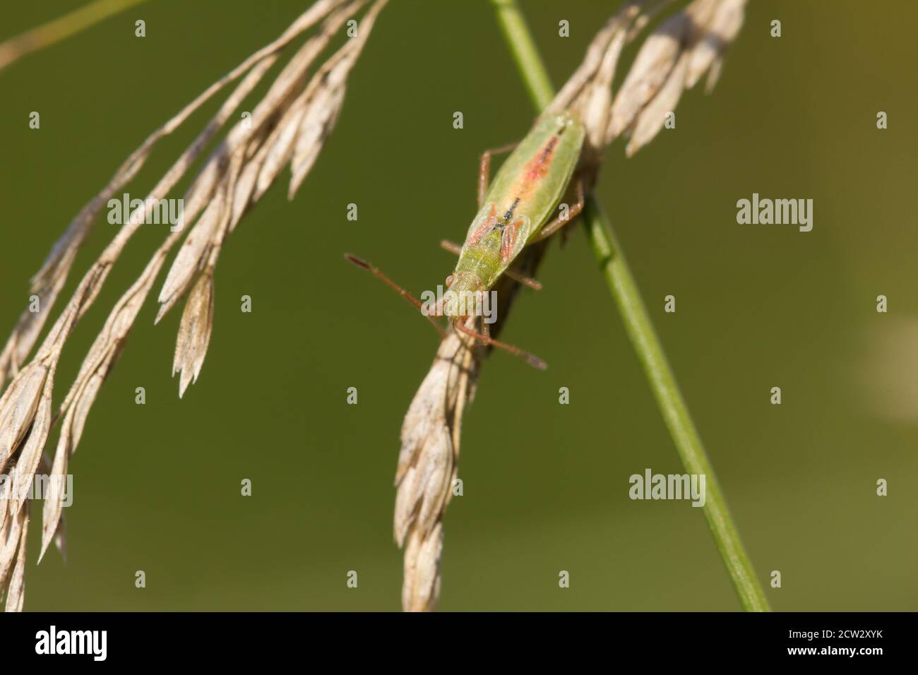 Scentless plant bug (Myrmus miriformis) Stock Photo