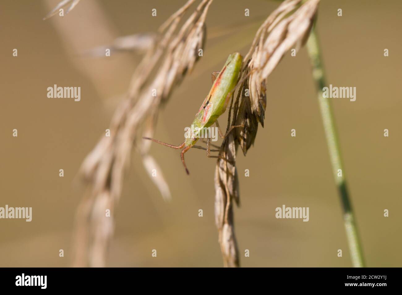 Scentless plant bug (Myrmus miriformis) Stock Photo