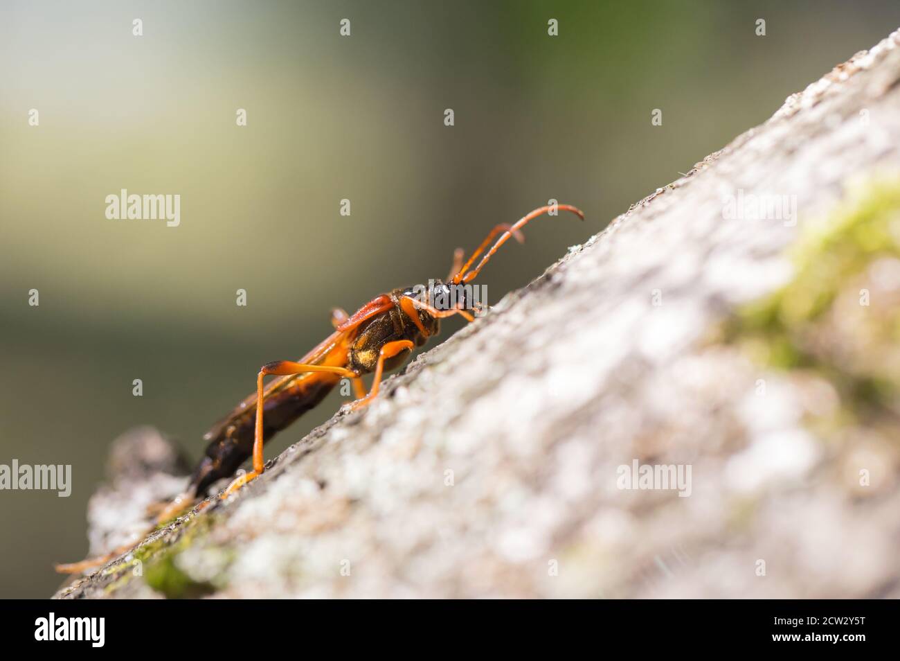 Necydalis hi-res stock photography and images - Alamy