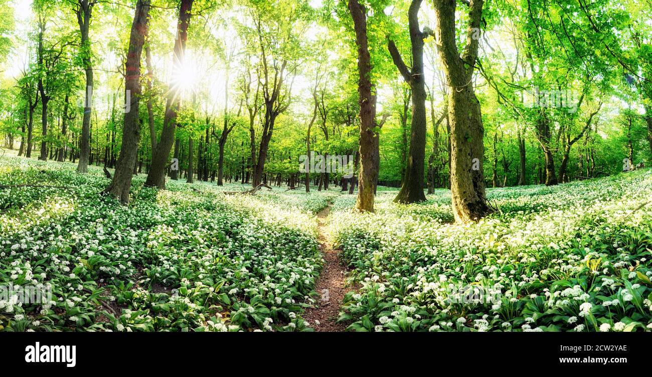 White garlic in spring forest with path, wild flowers Stock Photo