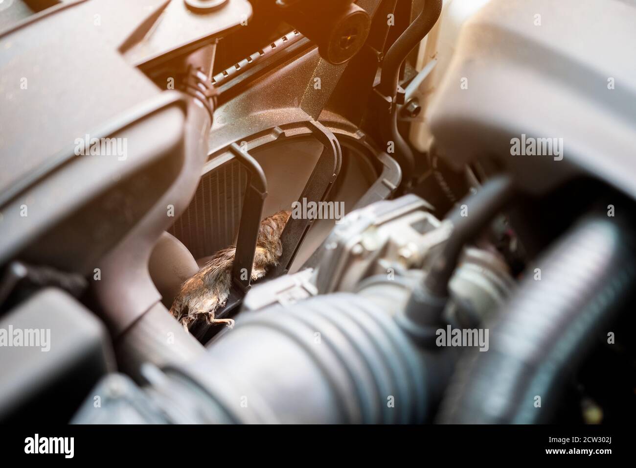 Auto mechanic clean dirty air fan form mouse.It try collect garbage to build rat's nest in car. technician repairs problem Stock Photo