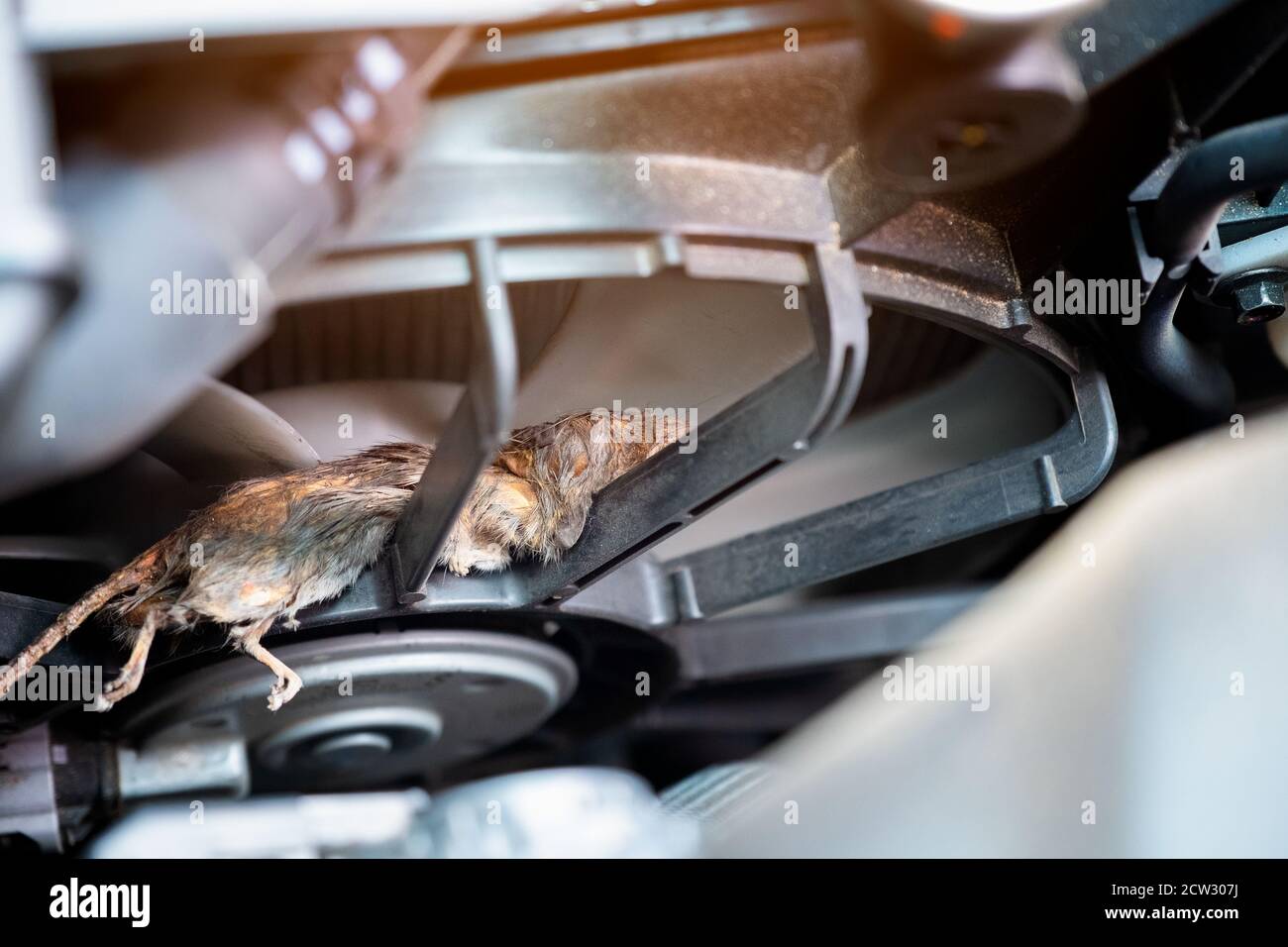 Auto mechanic clean dirty air fan form mouse.It try collect garbage to build rat's nest in car. technician repairs problem Stock Photo
