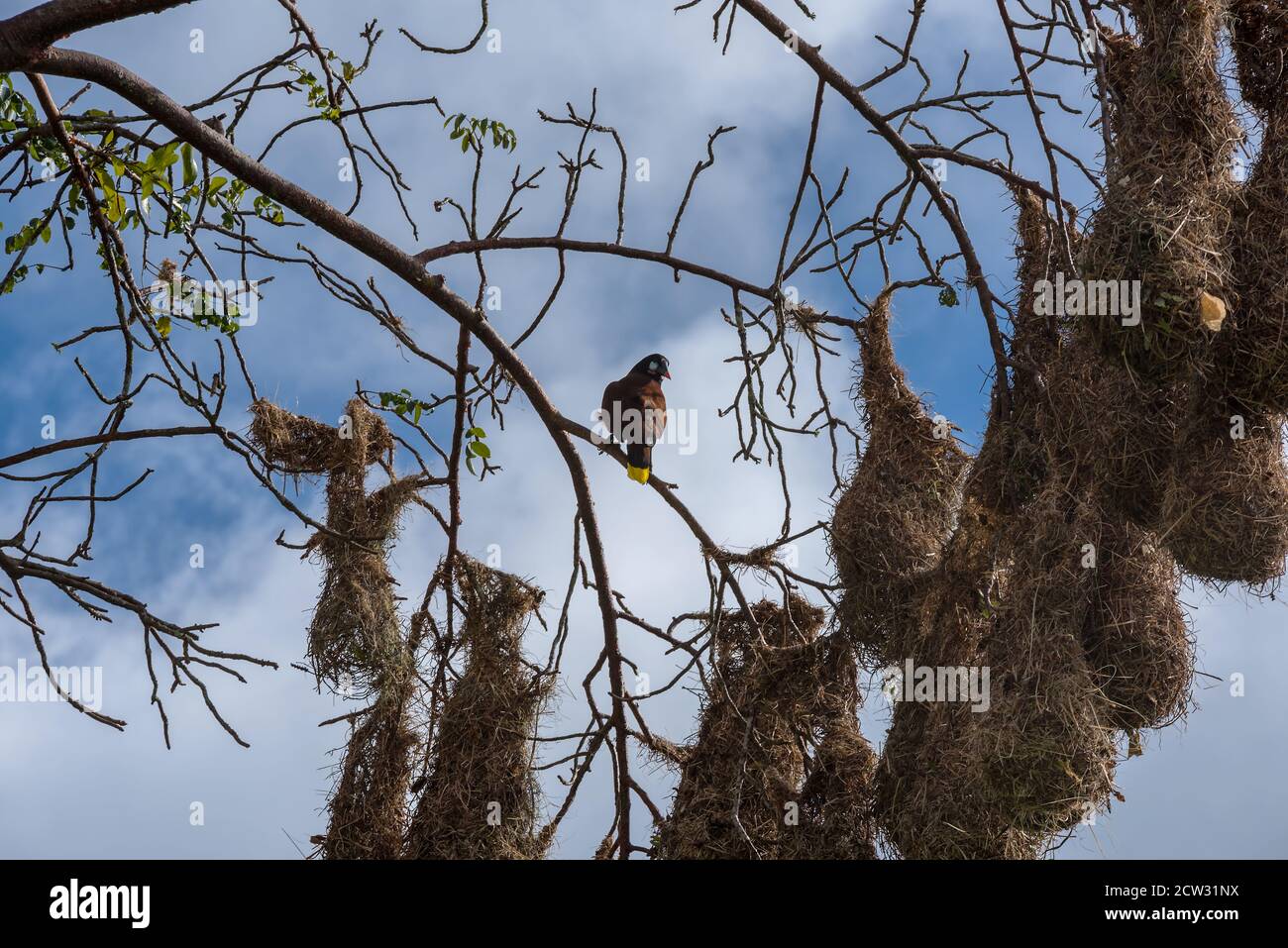 Montezuma oropendola bird (Psarocolius montezuma) with nests in Costa Rica. Stock Photo