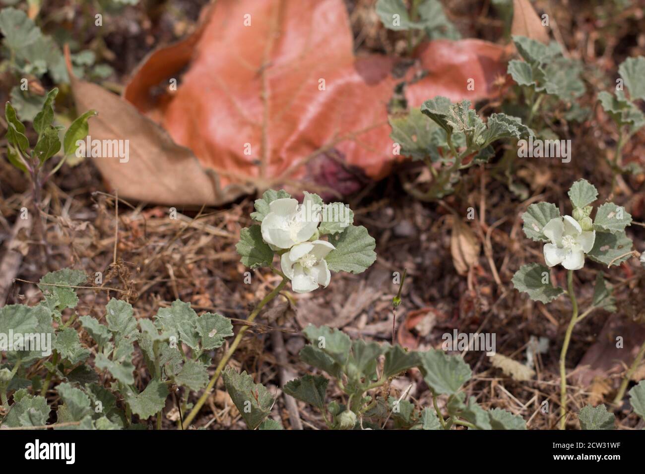 White axillary inflorescences, Alkali Mallow, Malvella Leprosa, Malvaceae, native perennial, Ballona Freshwater Marsh, South California Coast, Summer. Stock Photo