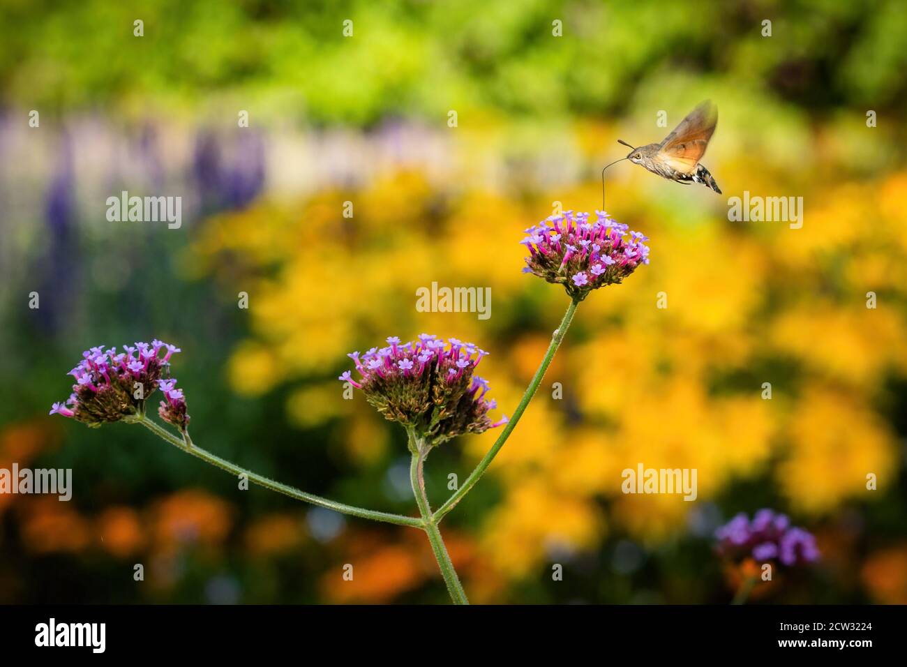 Tiny Hummingbird hawk-moth buzzing around violet flowers sampling nectar with its proboscis. Sunny autumn day in a park with colorful flowers. Stock Photo
