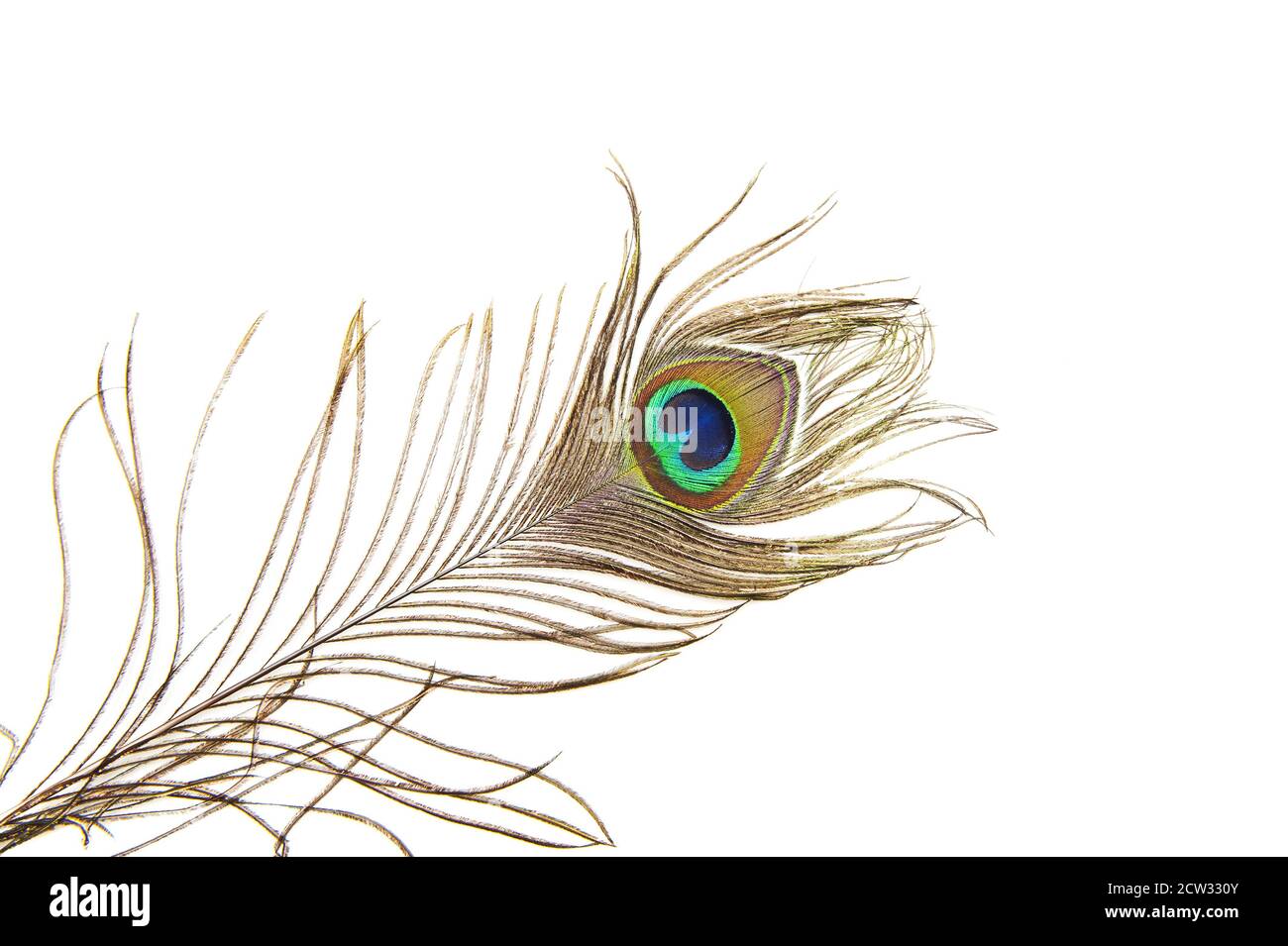 Detailed photo of a beautiful vivid peacock feather isolated on white Stock Photo - Alamy Detailed photo of a beautiful vivid peacock feather isolated on white Stock Photo - Alamy