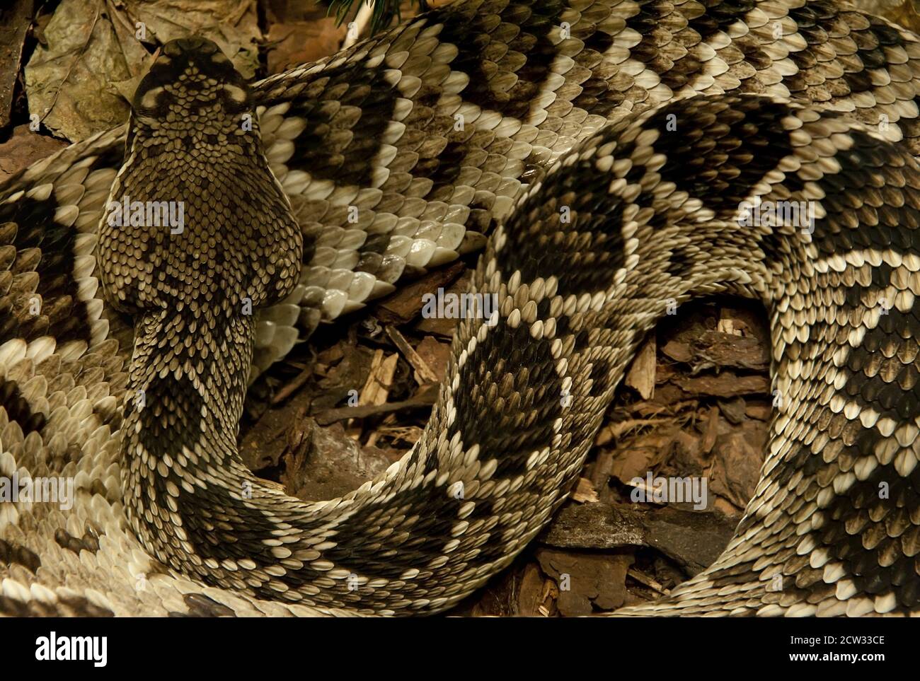 Detailed background of a large python snake sleeping Stock Photo - Alamy