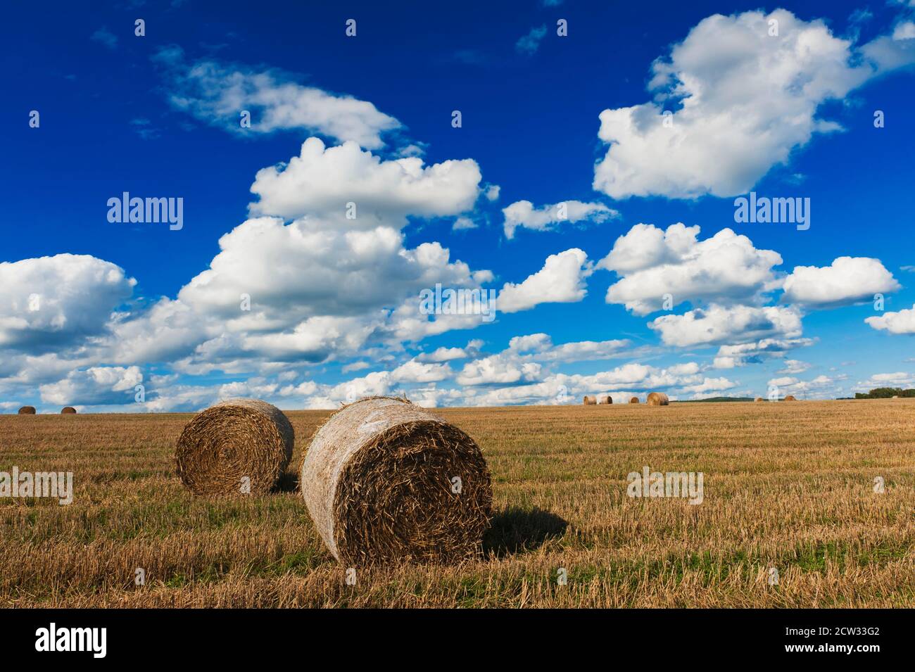 Field after harvest and blue sky with white clouds Stock Photo - Alamy