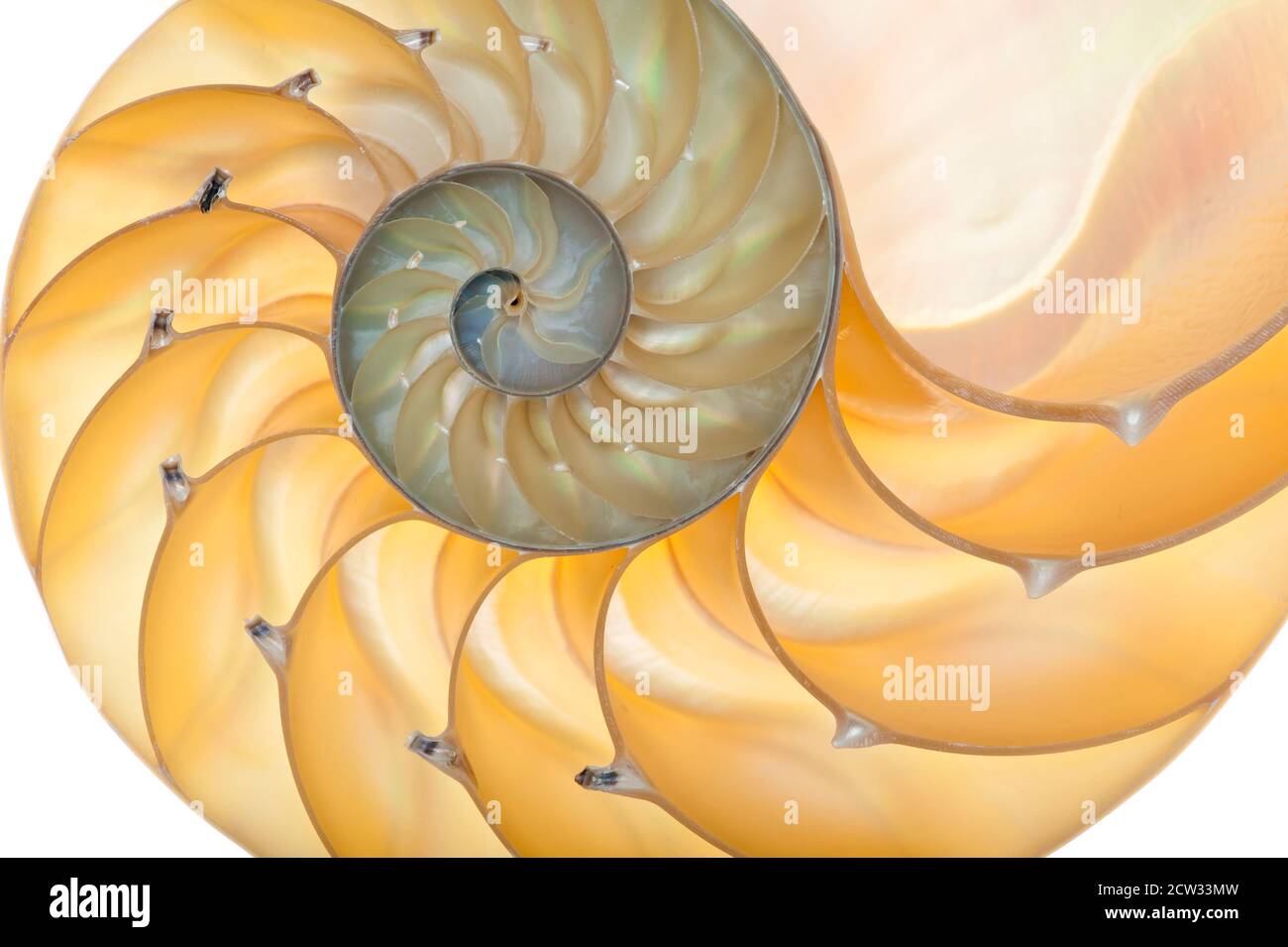 Detailed photo of a halved backlit shell of a chambered nautilus ...