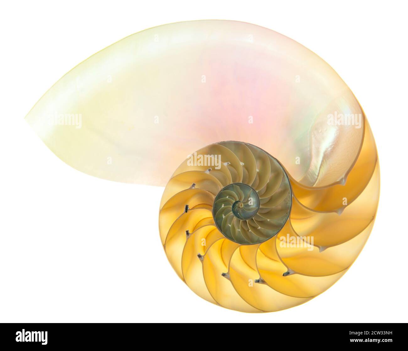 Detailed photo of a halved backlit shell of a chambered nautilus ...