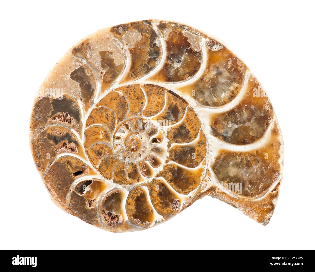 Ammonite is a prehistoric shell animal whoose spiral shell was fossilized  into a solid mineral and is now a object of collecting - isolated on white  Stock Photo - Alamy