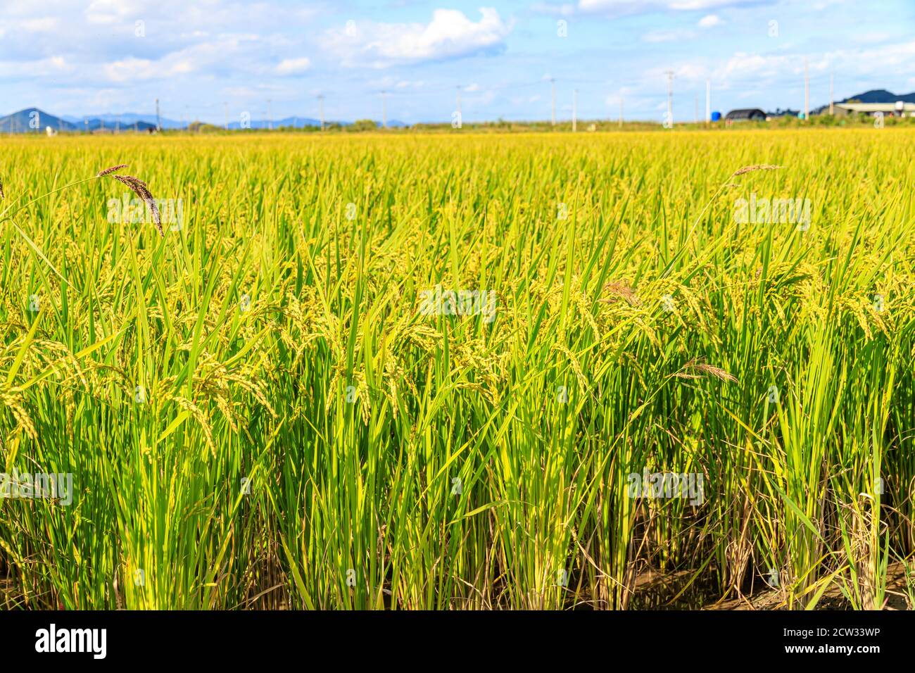 Korean traditional rice farming. Rice farming landscape in autumn. Rice ...