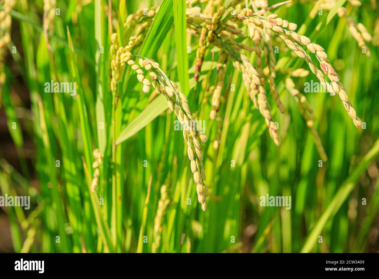 Korean traditional rice farming. Rice farming landscape in autumn. Rice ...