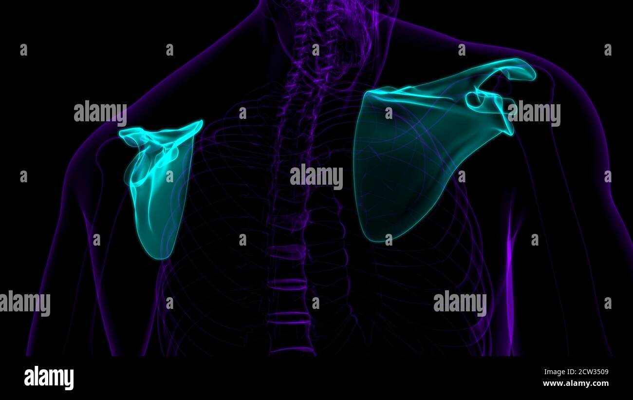 Human skeleton anatomy Scapula Bone 3D Rendering For Medical Concept ...
