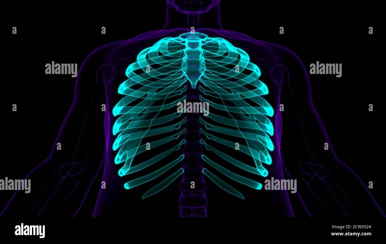 Human skeleton anatomy Rib Cage 3D Rendering For Medical Concept Stock ...