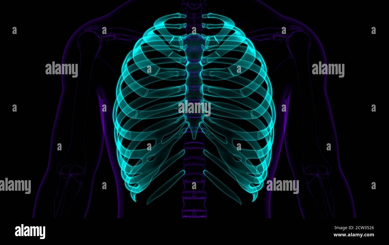 Rib Cage And Human High Resolution Stock Photography And Images Alamy