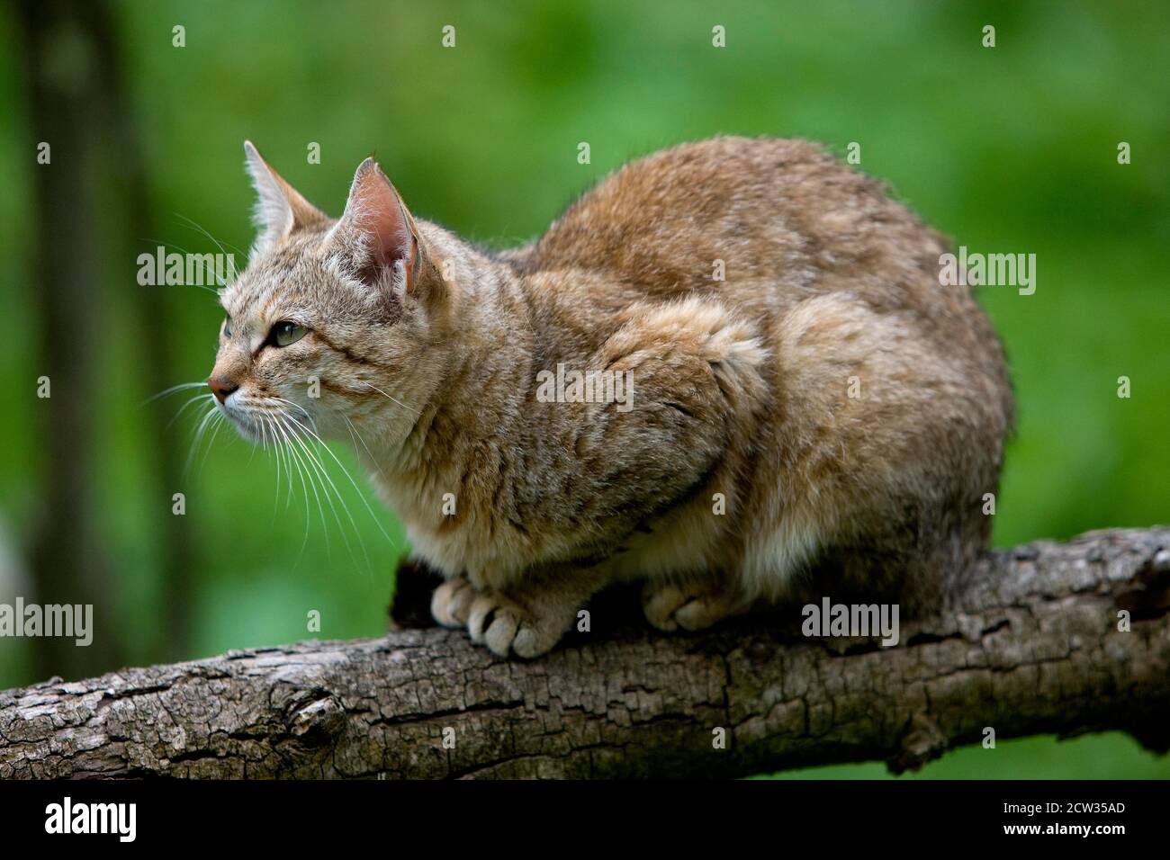 European Wildcat, felis silvestris, Adult standing on Branch Stock Photo