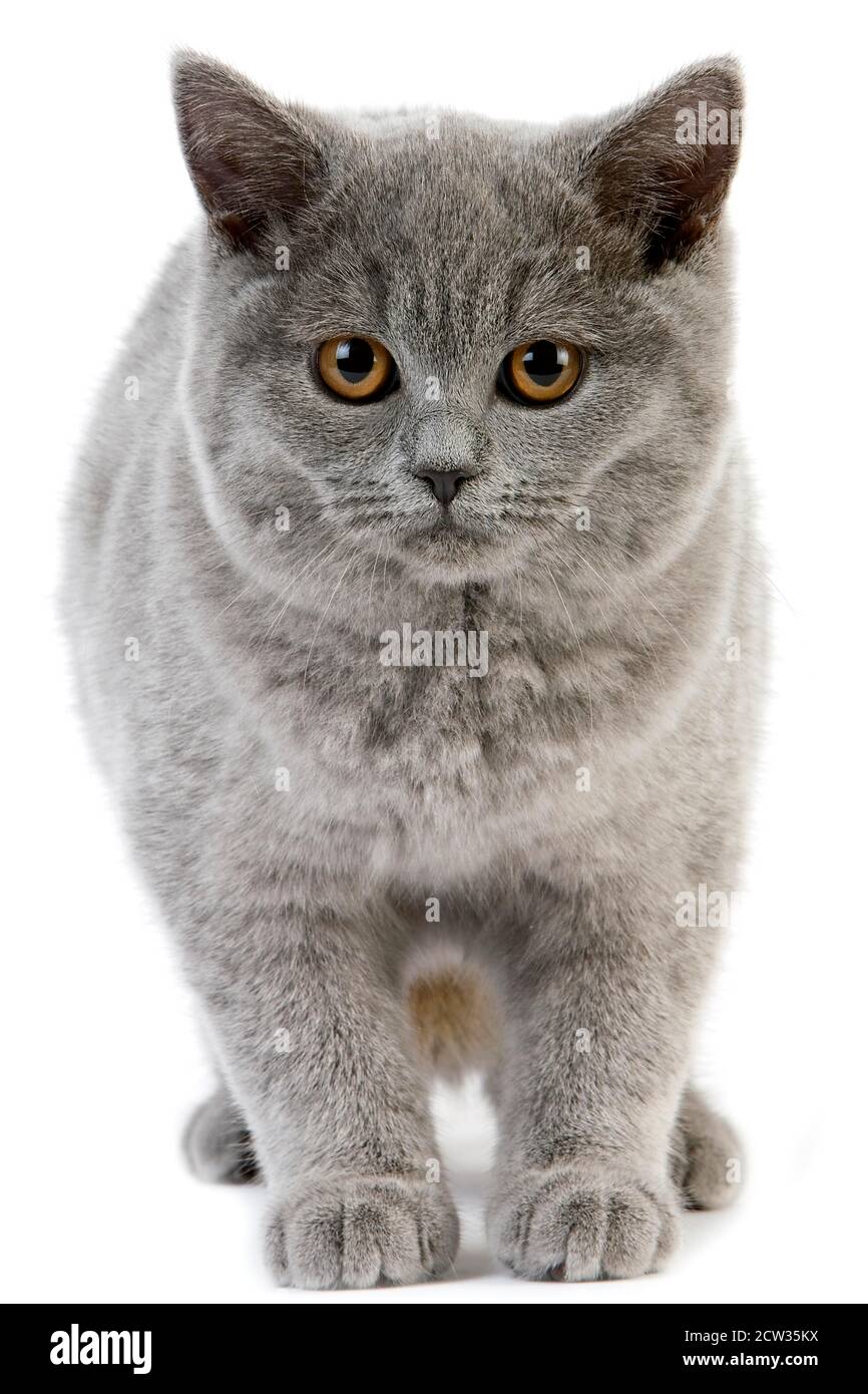 Blue British Shorthair Domestic Cat, Female against White Background