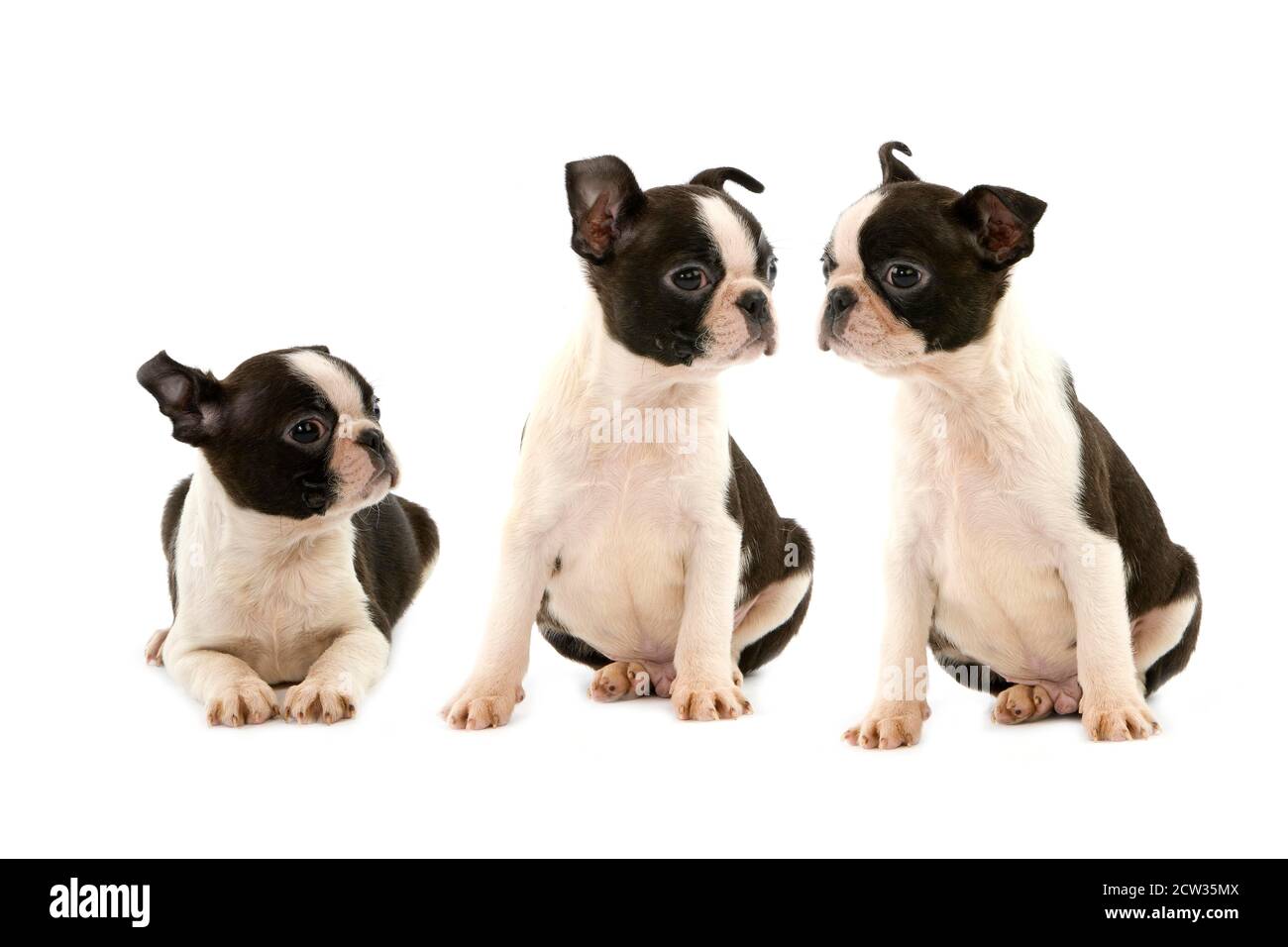 Boston Terrier Dog, Pup against White Background Stock Photo - Alamy