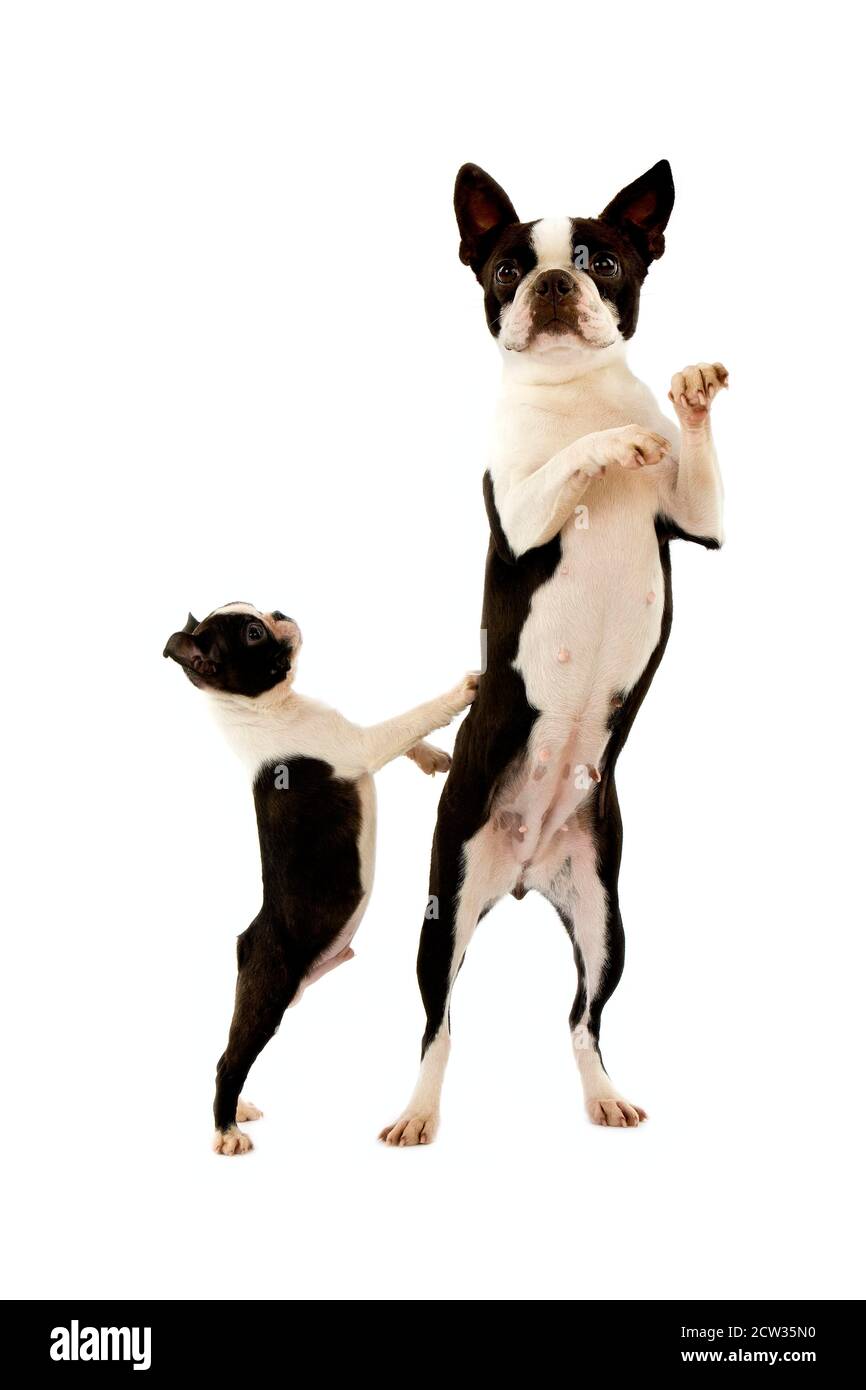 Boston Terrier Dog, Female with Pup standing on Hind Legs against White ...