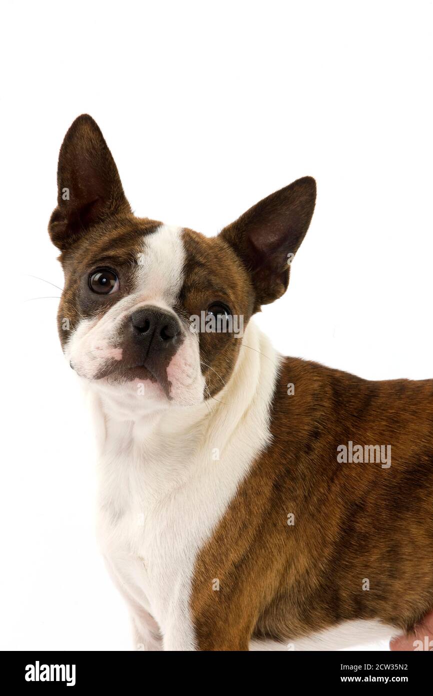 Boston Terrier Dog, Portrait of Male against White Background Stock ...