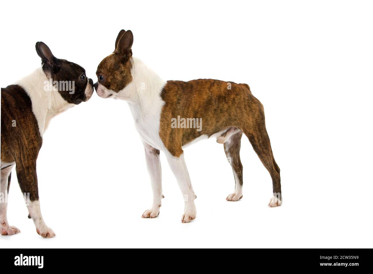 Boston Terrier Dog, Pair against White Background Stock Photo - Alamy