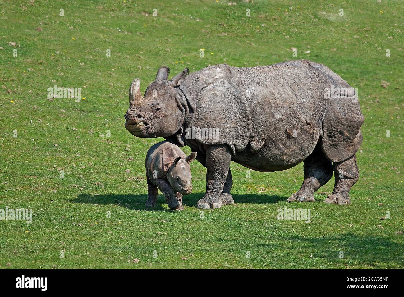 Indian Rhinoceros, rhinoceros unicornis, Mother with Calf Stock Photo