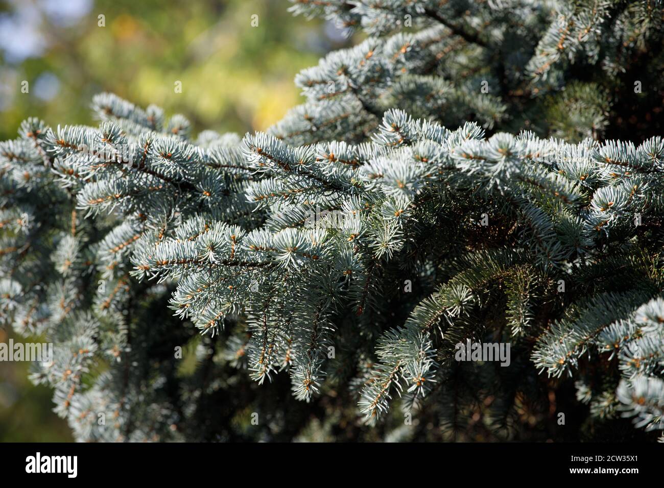 green branches of spruce in the park in summer close up Stock Photo - Alamy