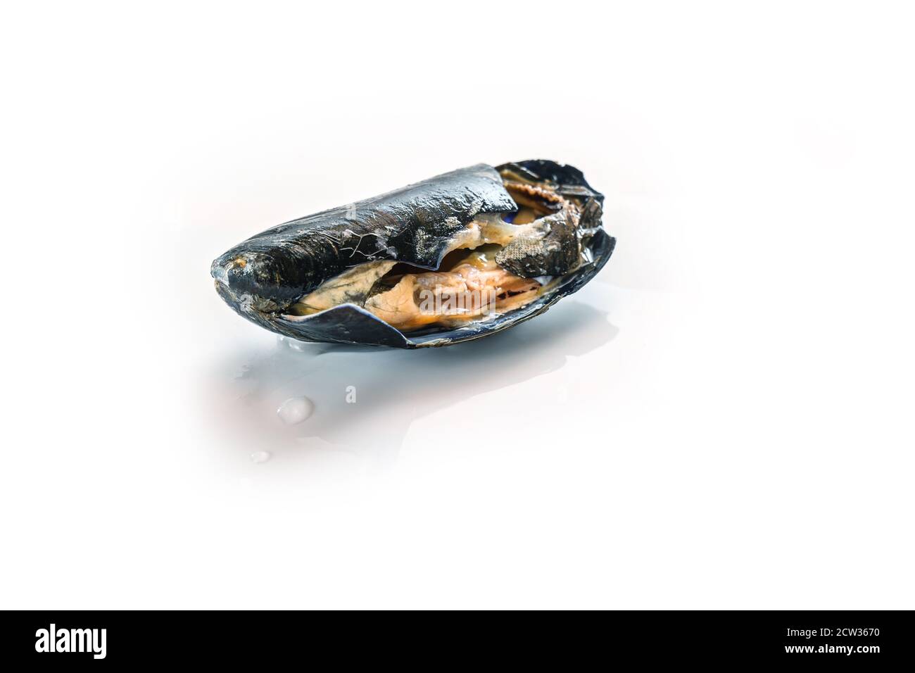 Spoiled blue mussel with destroyed shell, not fit for human consumption, isolated on a white background, copy space, selected focus Stock Photo