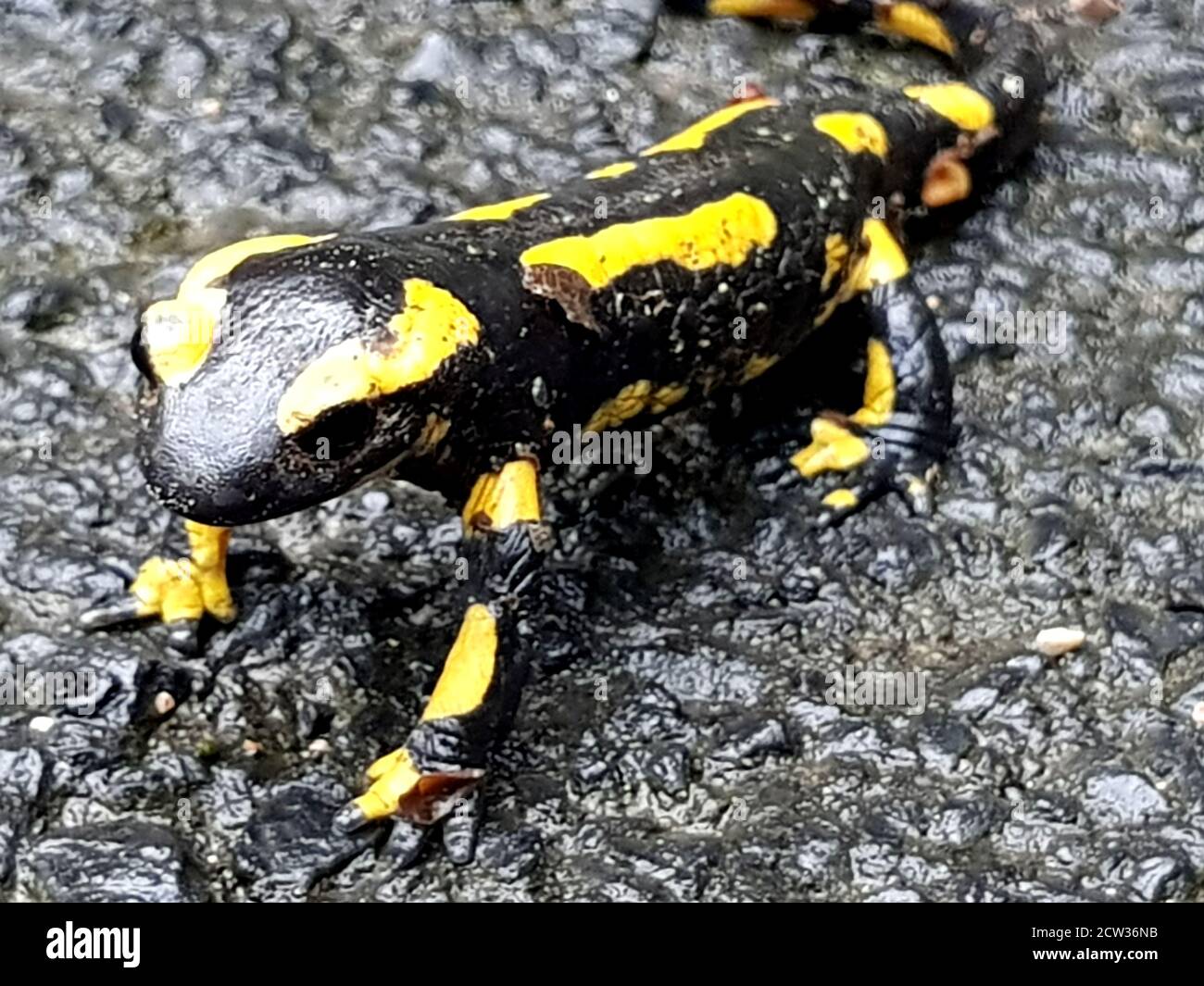 closeup of a salamander walking on the road Stock Photo