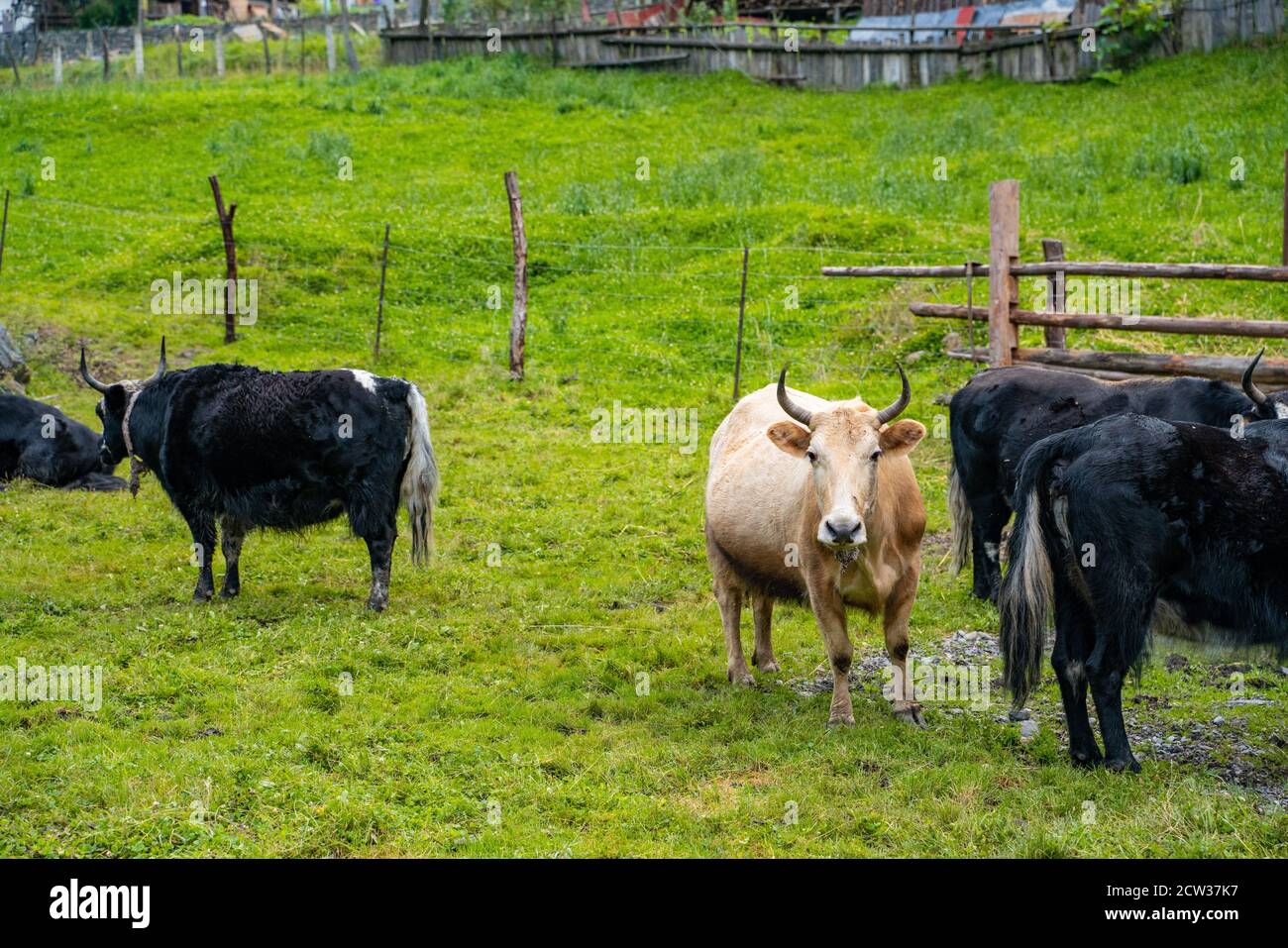 Yaks in a Tibetan ranch, in Sichuan, China. Stock Photo